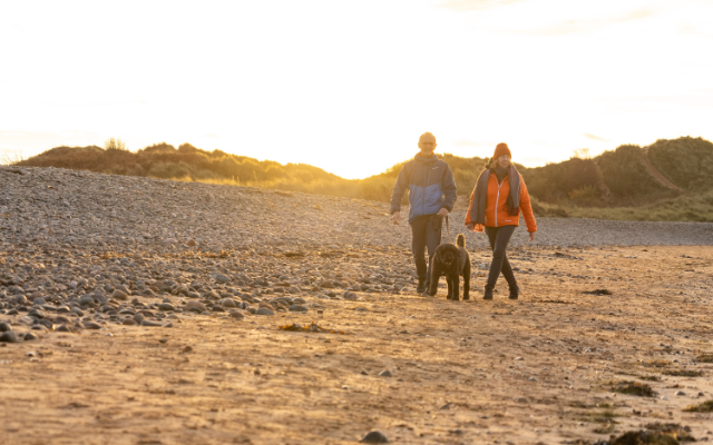 Dog walking on the beach